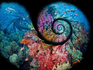 The spiral of the sea by Alex Varani 